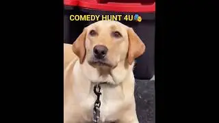Most funny dogs of the month #funny #shorts #fails #dogs