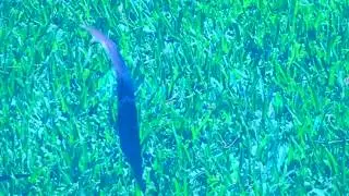 Blue Tornado