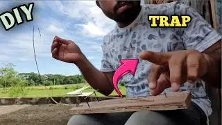 unveiling the TRUTH about bird TRAPS❗️🤔 Bird Trap Easy Homemade : Waterhen Trap 🐤