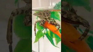 ЖУК-РЫБОЕД!!!