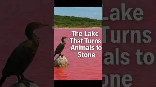 The Lake That Turns Animals Into Stone😱 | Mystery of Lake Natron