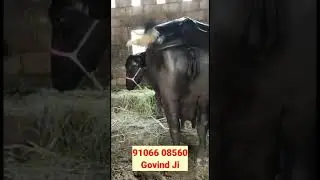 For Sale :- Heavy Milkar 💯 Pure Jafrabadi Buffalo 👍Price 110000- 150000/-👉Milk-20-22 Ltr