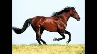 horse sounds vol 1