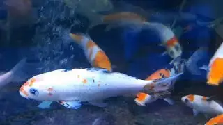 Aquarium koi bening #pleasesubscribe #ikanhias #trending #nature #koi #koifish #ikanhias #peace #fyp