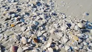 RIMINI ESTATE  2019