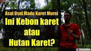 Peternak Lebah ll Asal Usul Madu Karet Full nectar dan perdebatan tentang madu hutan