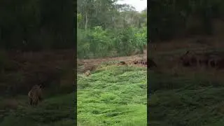 Tigers raid wild boars #wildlifeentertainment #animallife #entertaininganimals #wildboar #nature