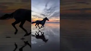 There is NOTHING like a horse galloping on a beach! 😍