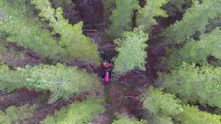 Plantation Thinning Operation for the Future | MechLog