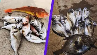 ÇUPRALAR ARKA ARKAYA GELDİLER, ADA'DA YAKALA PİŞİR YAPTIK!!