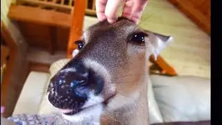 House deer ASMR, feeding, petting deer.🦌🦌