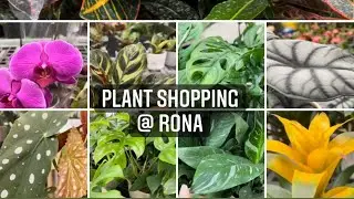 Plant shopping @ Rona (Big Box Plant Shopping)