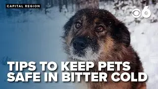 Keeping pets safe in bitter cold