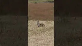 охота на волка в снегу #caccia #chasse #hunting #wolf #охота #волк