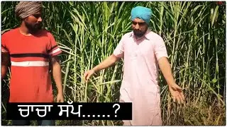 ਚਾਚਾ ਸੱਪ | kaimzo media । GOlDY KHIVA
