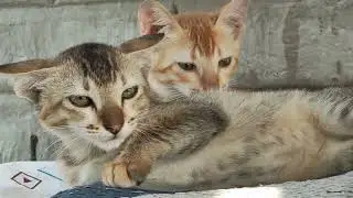 #petlover #petlovers #pet #pets #catvideo #catvideos #cats #cat &lrm;⁨&lrm;⁨&lrm;⁨@Rehana12347