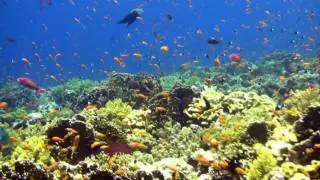 The best dive sites at Sharm El Sheikh, Egypt in HD