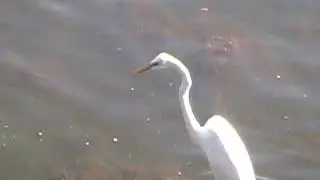 The Long Neck Great Egret