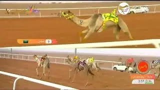 الشوط 6 (صوغان) لـ صالح بنيه صالح البلوي 10:1:08 ، مهرجان الملك عبدالعزيز للهجن7 2023/1/9 ايذاع