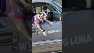 Stylish Dog #dogs #stylishdogs