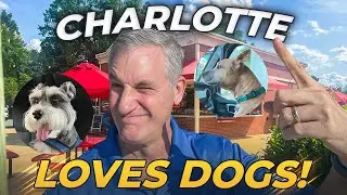 Why Charlotte NC Is The Perfect City For Dog Owners | Relocation Guide | Charlotte NC Real Estate