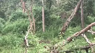 Black Panther & leopard couple spotted in Kabini forest goes Viral after 3 Years