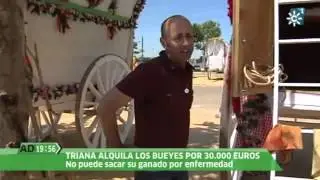 Una enfermedad obliga a la Hermandad del Rocío de Triana a alquilar bueyes