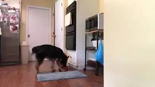 Mat training a dog