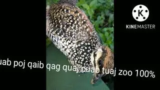 suab poj qaib qag quaj quaj cuab tuaj zoo 100% nawb
