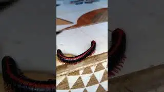 Millipede Part - 54