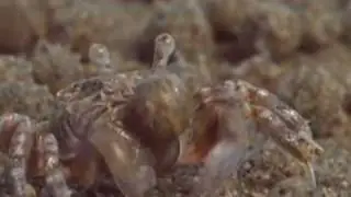 Life on Mars: NASA. Evidence of Past Life on the Red Planet. Origins of Life part 3