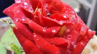 Beauty of rose with dew drops/ Nature gives you peace✌