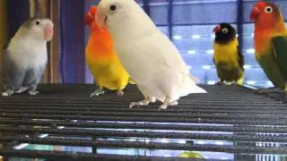 Bandada agapornis enfadada!!!!