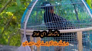 Kaaly teetar ki boli Kala teetar ki awaz black Francolin voice black Francolin sound black Francolin