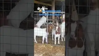 #animaux#dr&ocirc;le#marrant #funnyanimals#chiens#chats #momentdr&ocirc;le#rire#viral #humour#pets#videoanimaux