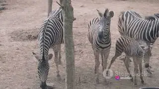 Stripes of the Savanna Exploring the World of Zebras