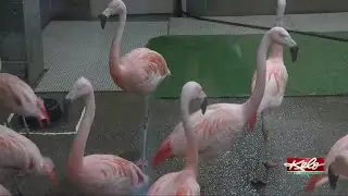 How zoo is protecting birds against avian flu