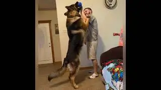 5 of the World's Largest German Shepherds! | Ayers Legends #shorts