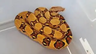 RC Pastel