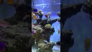 Ocelares comum #aquarium #aquarista #aquario #shorts