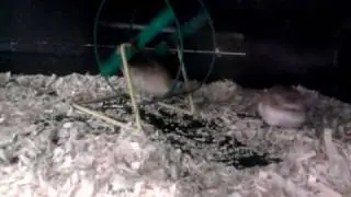 Hamster Rumble