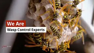 Wasps Control Melbourne - Wasp Nest Removal Service