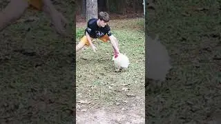 Kickin Chicken... the vicious fighting cock!