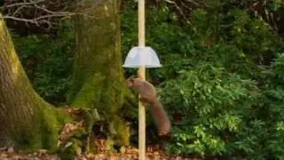 Clever Squirrels