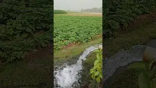 #village #agriculture #image