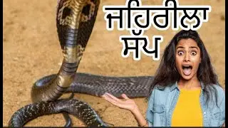 ਇਨਸਾਨੀਅਤ ਦੀ ਮਿਸਾਲ: ਜਦੋਂ ਇੱਕ ਬਾਂਦਰ ਬਣਿਆ ਮਸੀਹਾ। #storytelling #relationships #family #friends