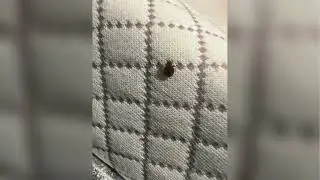 Top-Rated Bed Bug Exterminator: Expert Pest Control Services in Milwaukee & Waukesha