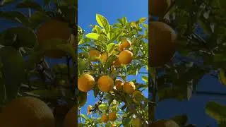 Golden days for sightseeing | #short #youtubeshort #malta #citytour #travel