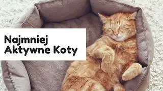 3 najspokojniejsze rasy kotów