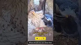 Greedy Crow&rsquo;s Big Mistake Caught by Mama Falcon#shorts #viral